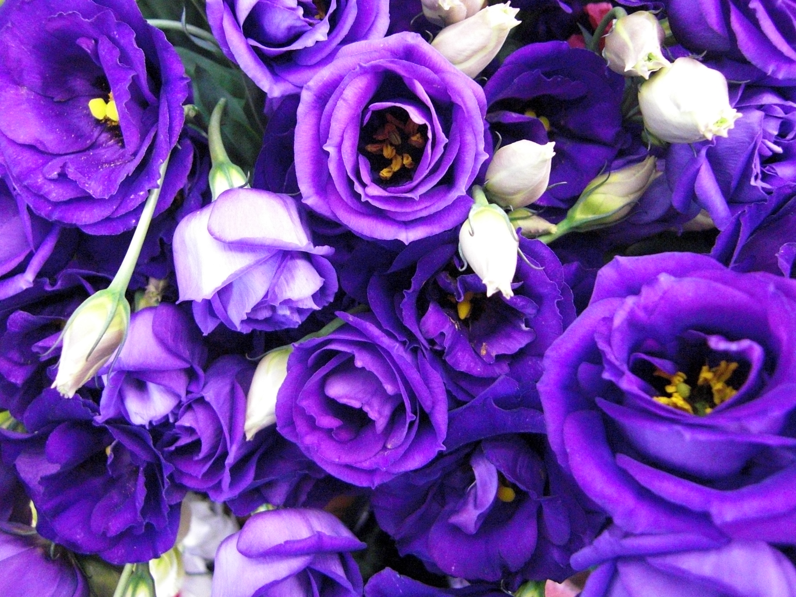 ロジーナブルー