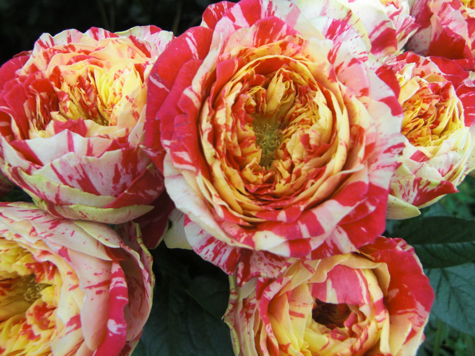 パーティーラナンキュラ