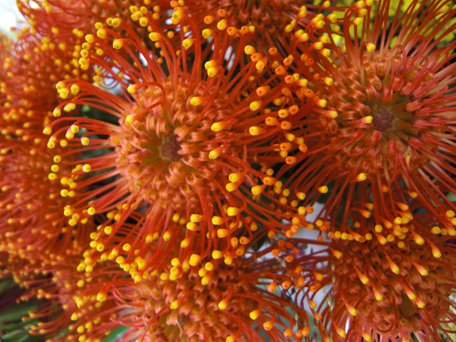 ピンクッション