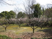 みごとな梅の木