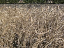 湿地に生殖していた植物