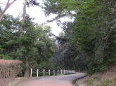 公園内小路