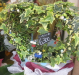 ハート型アイピー寄せ