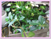 ディスキディア