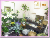 ズラッと並んだ植物